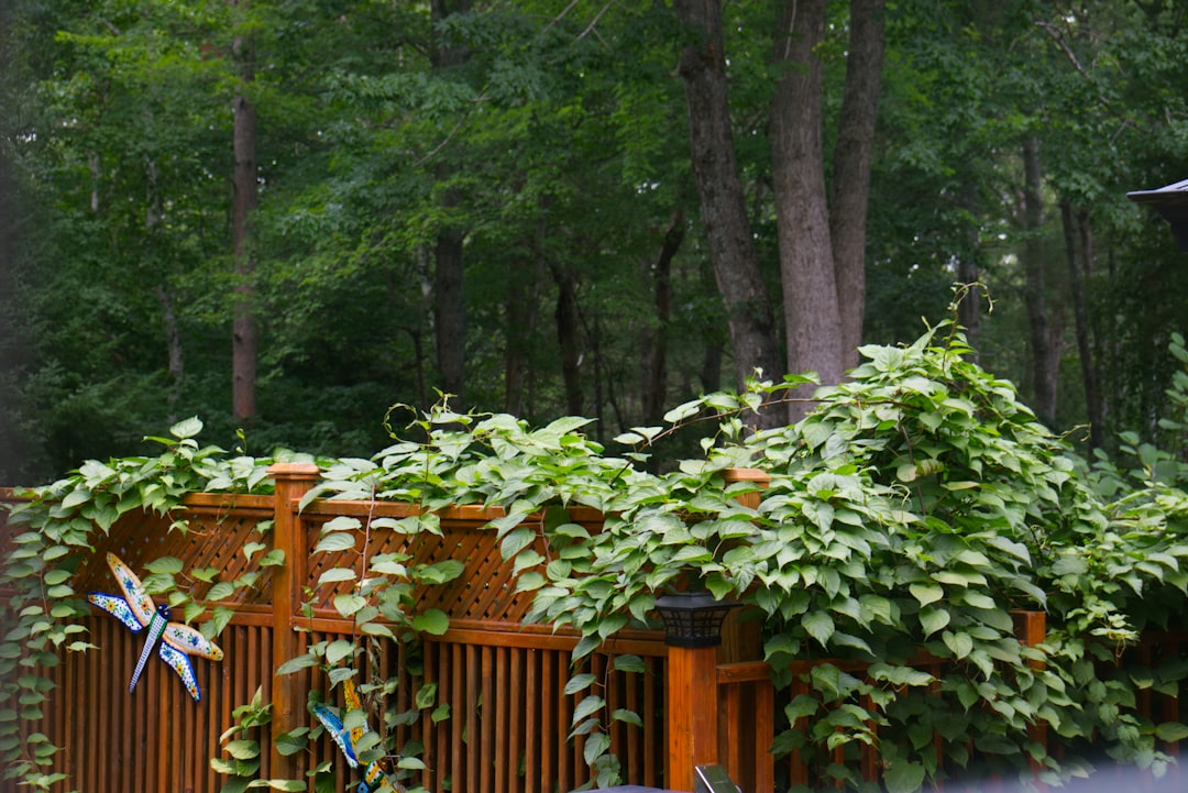 Best hedge trimmers UK 2026