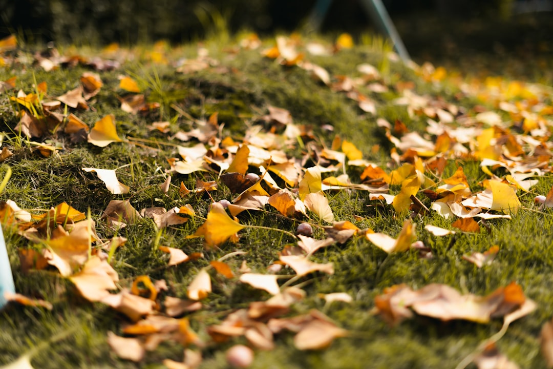 Best leaf blowers UK 2026